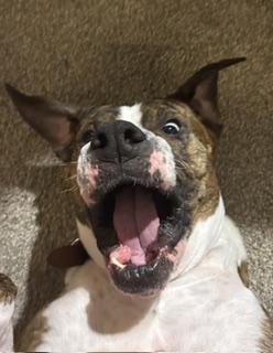 moosie pie